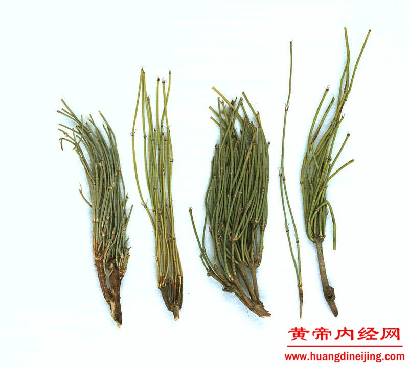 麻黄